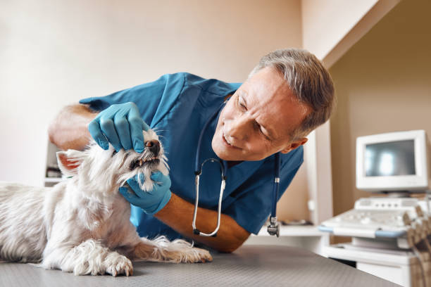 Best Emergency Wisdom Teeth Removal in Gosnell, AR